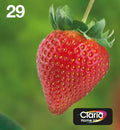 Strawberry Multipack 4-colours 29 EasyMail